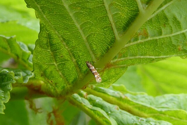 Horse-chestnut leaf miner moth