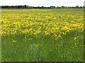 TL2471 : Port Holme flood meadow near Godmanchester by Richard Humphrey