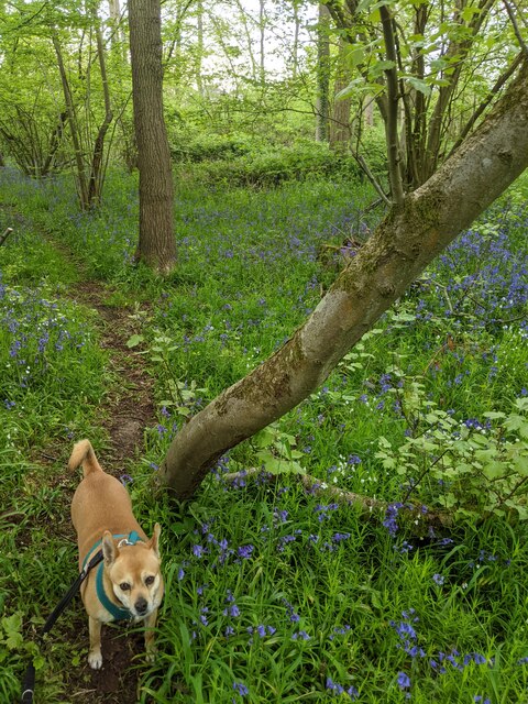 Bluebells under the trees