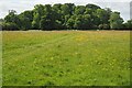 TA1846 : A field of buttercups by David Lally