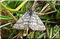 NJ3429 : Common Heath Moth (Ematurga atomaria ) by Anne Burgess