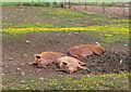 NT1352 : Pigs relaxing near West Linton by Jim Barton