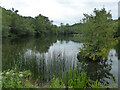 SO8201 : Middle Pond, Woodchester Park by Chris Allen