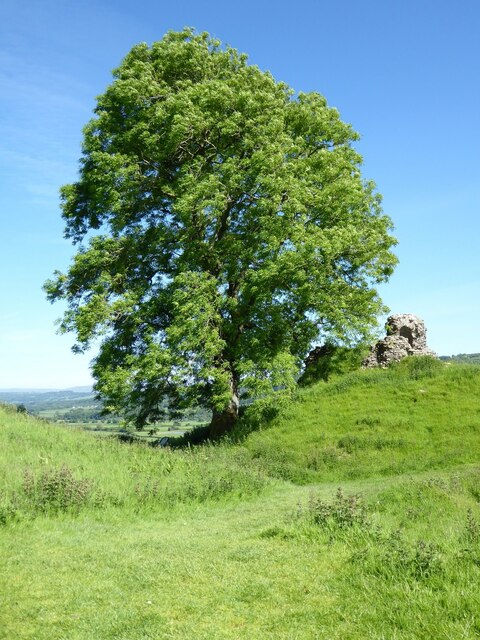 Ash tree and castle remains