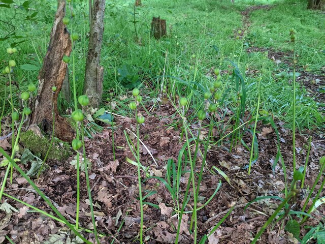 Bluebell Seedheads