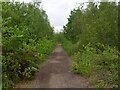 SK4473 : Path through reclaimed colliery spoil heap by Graham Hogg