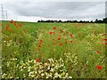 SO8496 : Poppy Field by Gordon Griffiths