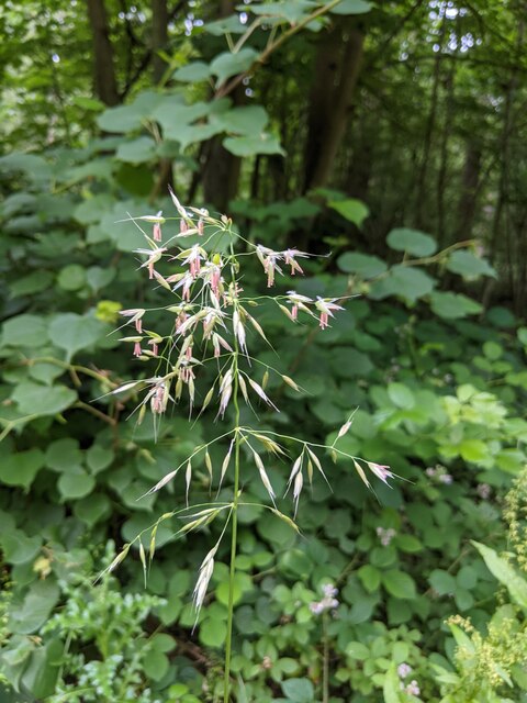 Grass flower