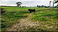 NY7609 : Bull in field beside Sandwath Sike near Sandwath Bridge by Luke Shaw