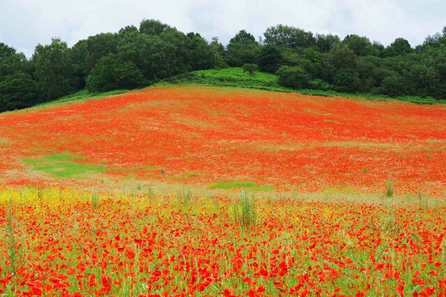 Poppies in a field, Droppingwells Farm, near Bewdley, Worcs