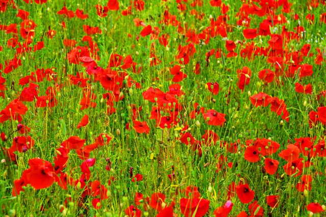 Close-up of poppies in field, Droppingwells Farm, near Bewdley, Worcs