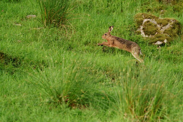 Leaping Hare