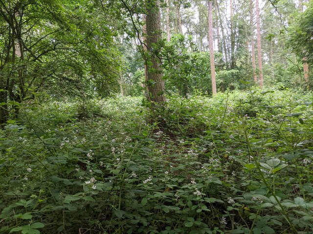 A sea of bramble