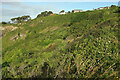 SX9463 : Coastal slope near Hope's Nose by Derek Harper