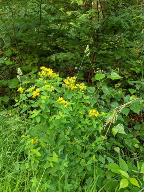 Hypericum maculatum