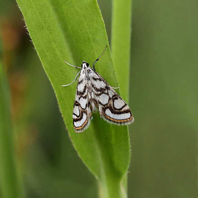 A Brown China-mark moth (Elophila nymphaeata)