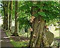 SE0188 : Fungus growing on a tree in Aysgarth Church by David Dixon