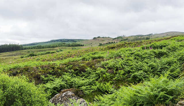 Hill slope with heather and bracken