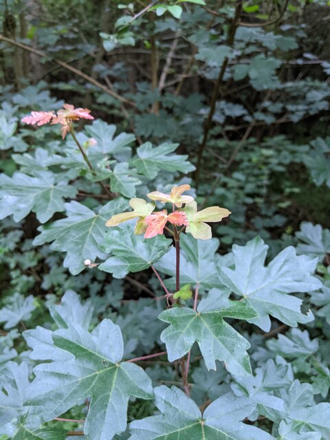 Field Maple secondary growth