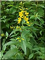 TF0820 : Lysimachia vulgaris by Bob Harvey