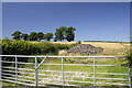 SJ3408 : Hedgerow and cereal field by P Gaskell