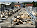 SN9668 : Sheep sales, Rhayader Livestock Market by Philip Halling