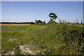 SJ2918 : Hedgerow and cereal field by P Gaskell