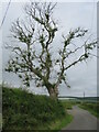 NT7470 : Ash Dieback near Oldhamstocks by M J Richardson