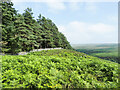 NZ0327 : Bracken-covered hill slope by Trevor Littlewood