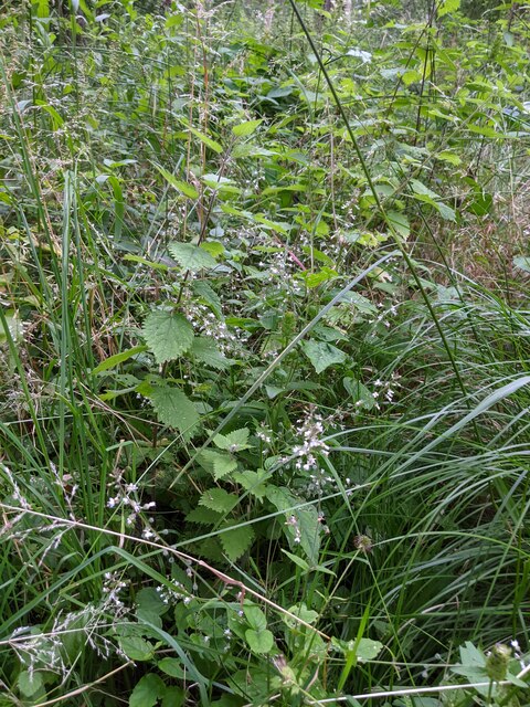 Mass of tiny white flowers