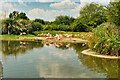 SO7104 : Chilean Flamingos at Slimbridge by David Dixon