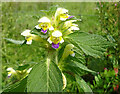 NJ5440 : Large-flowered Hemp-nettle (Galeopsis speciosa) by Anne Burgess