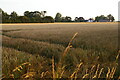 TM4064 : The White House, seen over a wheat field by Christopher Hilton