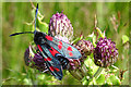 NJ5666 : Six-spot Burnet Moth (Zygaena filipendulae) by Anne Burgess