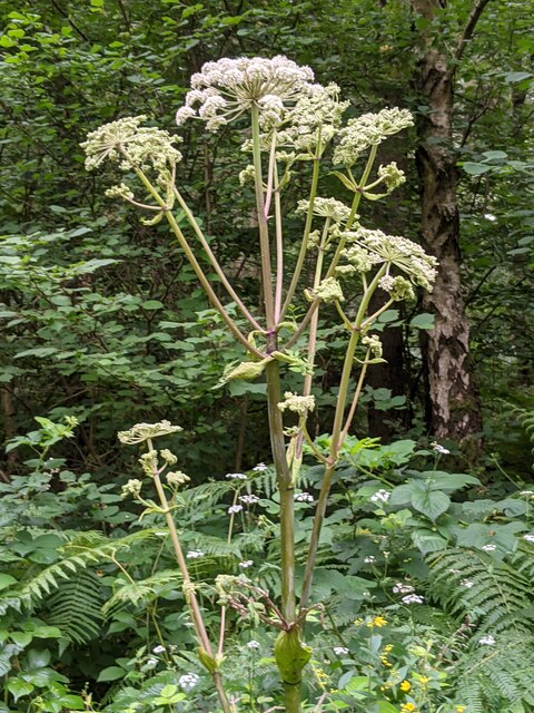 Angelica flowers