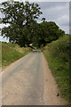 SJ8115 : Road with hedgerows by P Gaskell