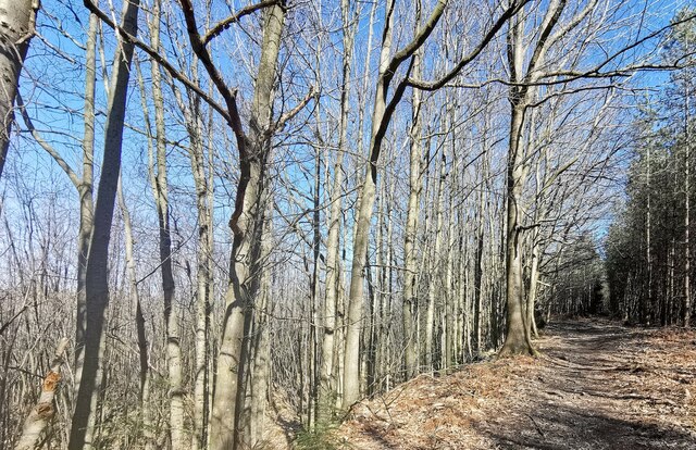 Darwell Woods