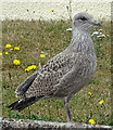 NJ2270 : Juvenile Herring Gull (Larus argentatus) by Anne Burgess