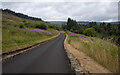 D2020 : Road, Glenariff Forest Park by Rossographer