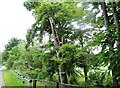 NZ1345 : Lopped roadside trees beside the B6296 by Robert Graham