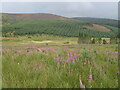 NT0518 : Forestry in Tweeddale by M J Richardson