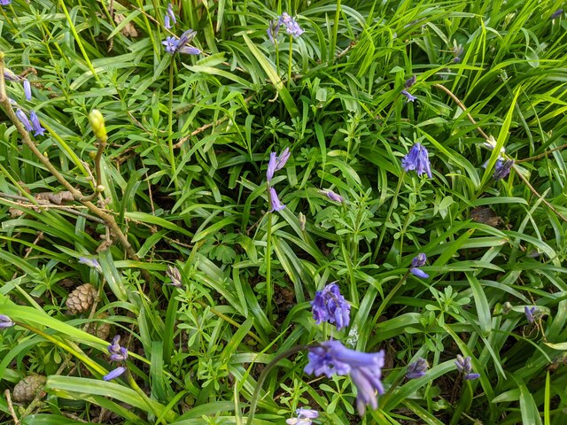 Early bluebells