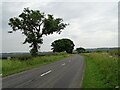 NZ1546 : Roadside trees by Robert Graham