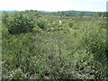 SD4583 : Looking west, Foulshaw Moss nature reserve by Christine Johnstone