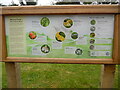 SU8799 : Fabulous Fungi Information Board at Holy Trinity Church (2) by David Hillas