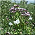 ST4286 : Hemp agrimony, Magor Marsh by Robin Drayton