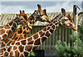 SE6300 : Giraffes, Yorkshire Wildlife Park by Paul Harrop