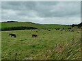 SK1364 : Beef cattle at Custard Fields Farm by Stephen Craven