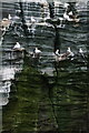 HU5539 : Gannets on the Noup of Noss by Mike Pennington