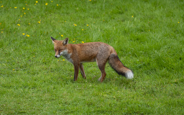 Fox, Marble Arch Caves